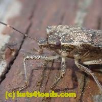 /home//u458753944/public_html/sourcegallery///////////Insects and small critters/aphids cicadas lanternflies and true bugs (Hemiptera)/P5260038.JPG